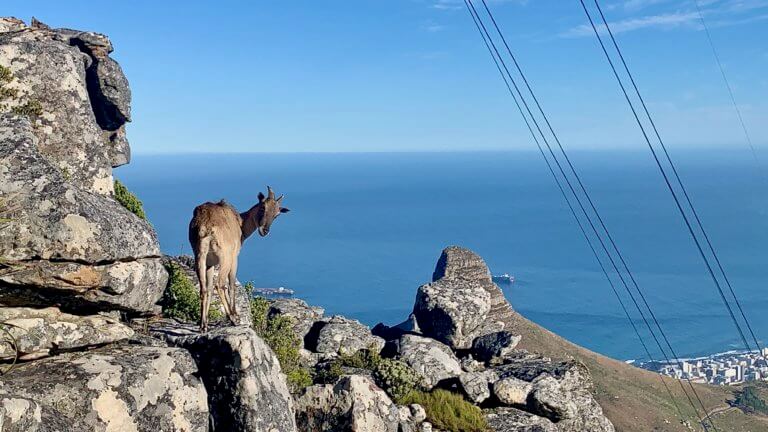 tahr table mountain - Fun Fit Adventures CT